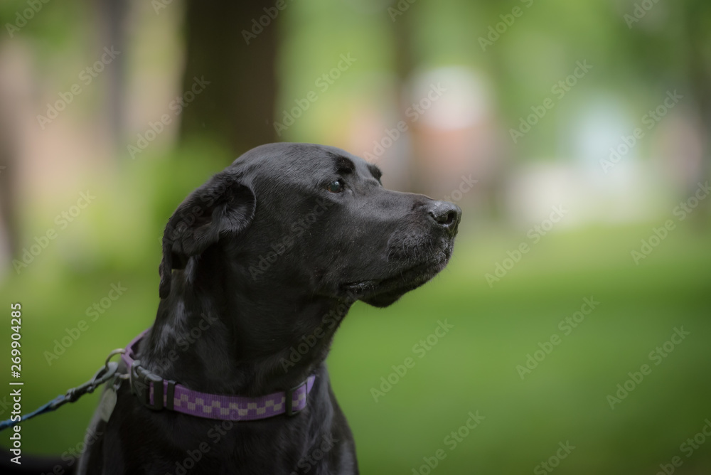 Side portrait of a black Labrador dog Side portrait of a black Labrador dog