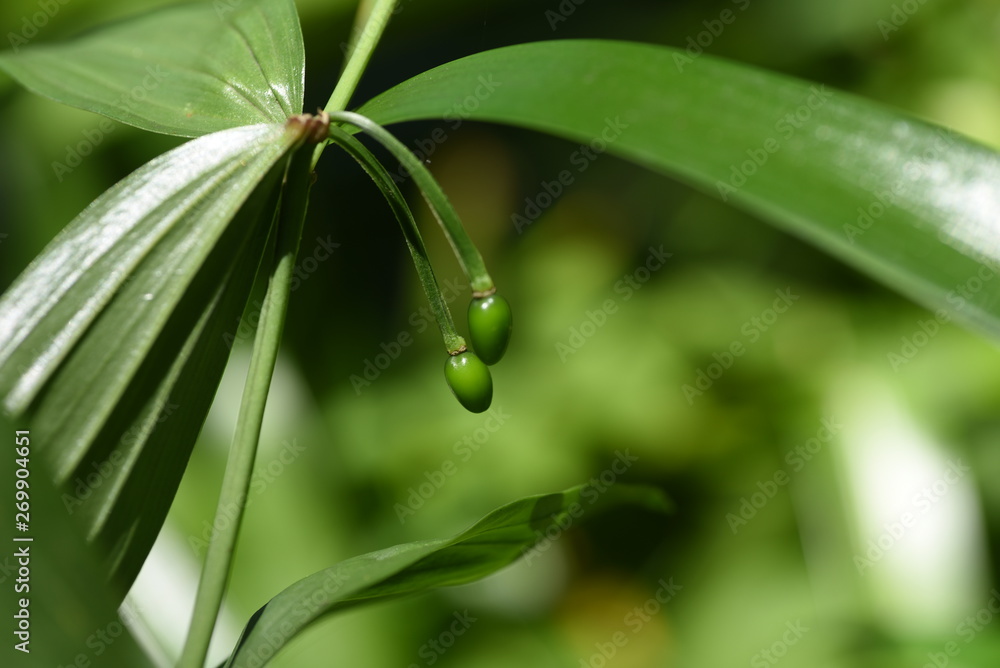 Disporum sessile fruits (Japanese fairy bells) Disporum sessile fruits (Japanese fairy bells)