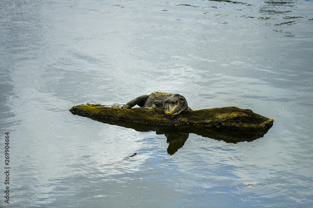 Obraz premium A crocodile sitting perched on a branch floating in the waters of a river with its mouth wide open while hunting for and looking around for his prey