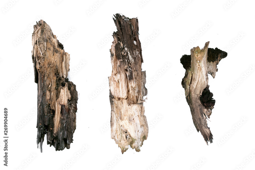 Dry tree branch isolated on white background. Dry tree branch isolated on white background.