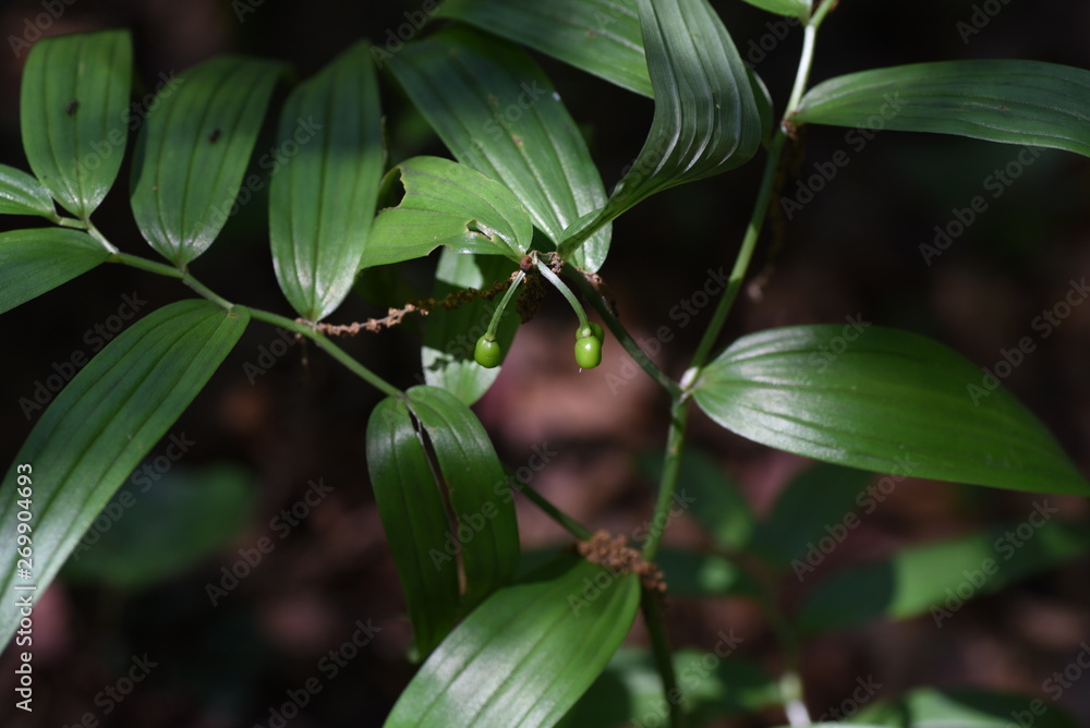 Obraz premium Disporum sessile fruits (Japanese fairy bells)