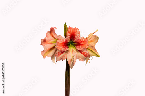 red flower isolated on white background photo