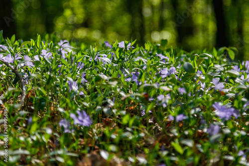 Beautiful spring wildflowers macro