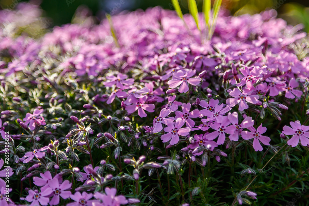 Obraz premium Beautiful spring wildflowers macro