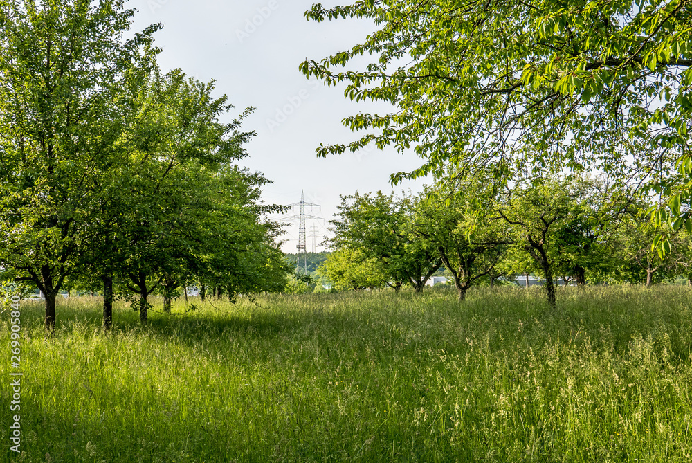 Fototapeta premium Baumgrundstück und Strommasten