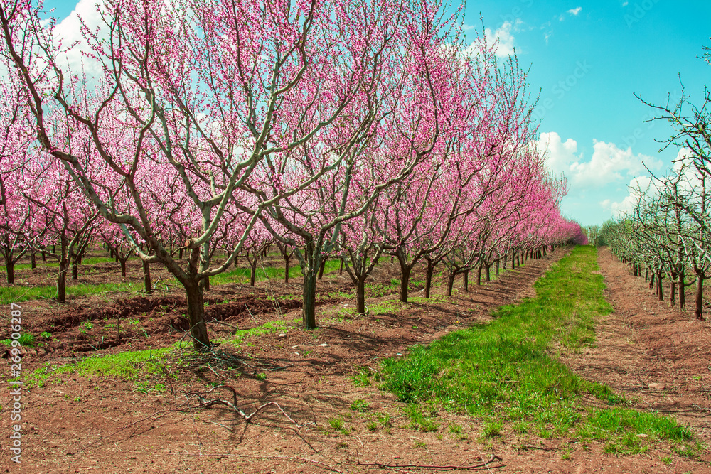 peach fruit tree branches during flowering with flowers peach fruit tree branches during flowering with flowers