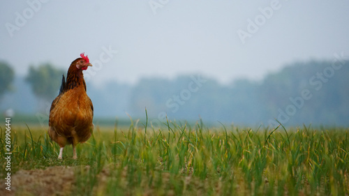 A big chicken is looking for his children in the field of grass