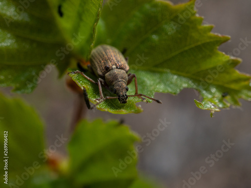 weevil beetle on a birch leaf