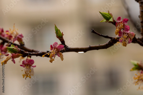 Apricot inflorescences, fruit ovary. Spring changes in plant life. After the rain.