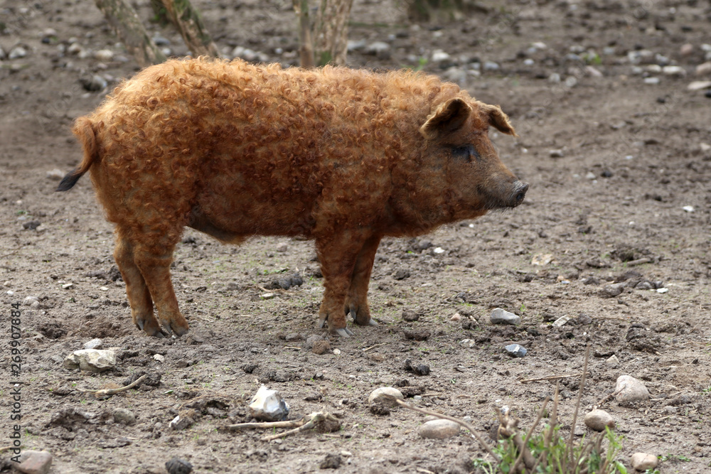 Mangalica / Mangalitza Schwein in Freilandhaltung Mangalica / Mangalitza Schwein in Freilandhaltung
