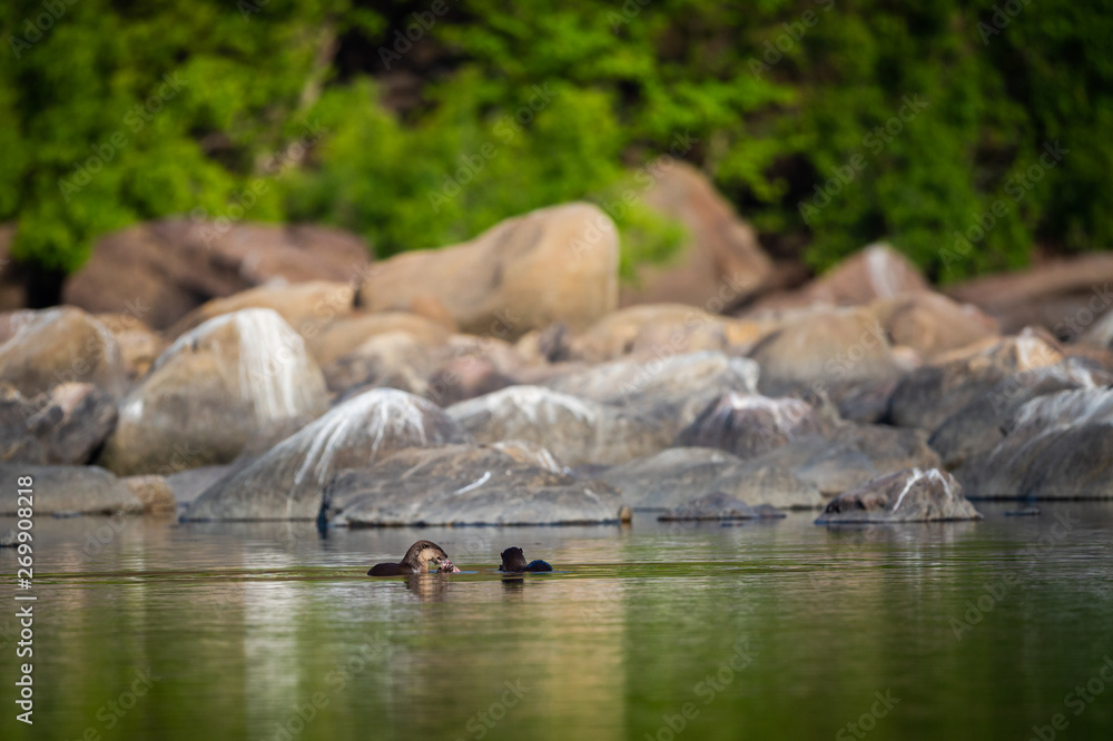 Obraz premium A habitat image of Smooth-coated otter (Lutrogale pers) pair eating fish in morning light with green trees reflection in a calm water of chambal river at rawatbhata, kota, rajasthan, india