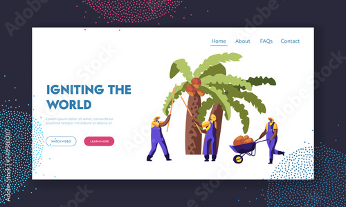 Palm Oil Producing. Workers Collect Coconuts from Palm Tree, Seasonal Work, Laborers Taking Crop on African or Asian Plantation Website Landing Page, Web Page. Cartoon Flat Vector Illustration, Banner
