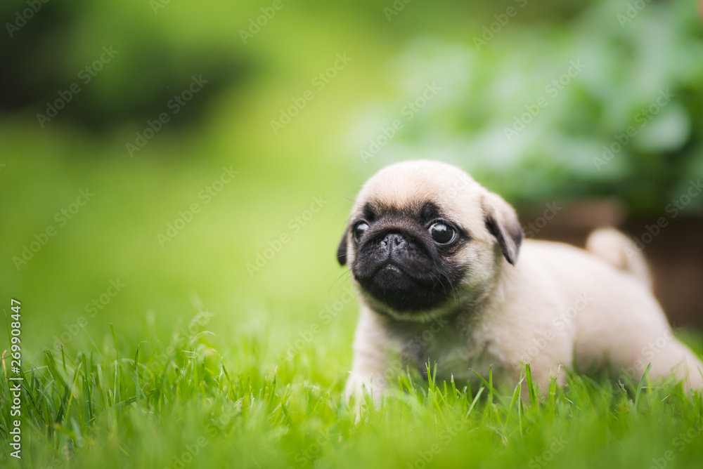 Little 6 week old pug puppy