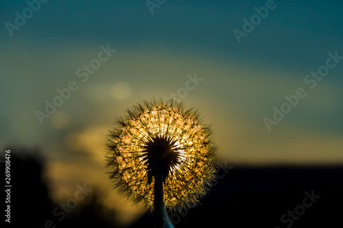 dandelion at sunset photo. close up