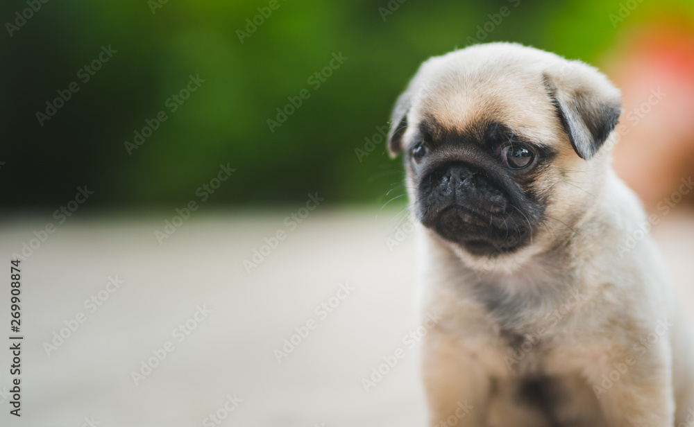 Little 6 week old pug puppy