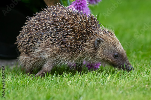 Hedgehog, wild, native, European hedgehog in natural garden habitat with flowering chives