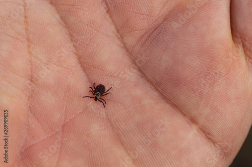 Ixodes ricinus, the castor bean tick, is a chiefly European species of hard-bodied tick. Carrier Lyme disease and tick-borne encephalitis on the human arm. © Piotr