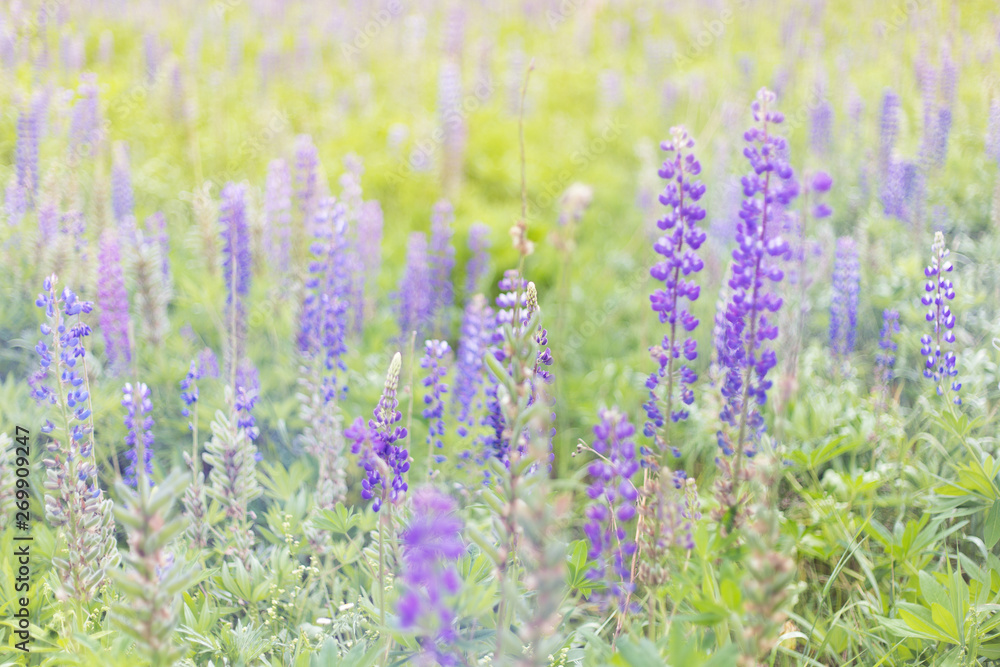 Obraz premium lupins purple flowers, summer hot field, beautiful