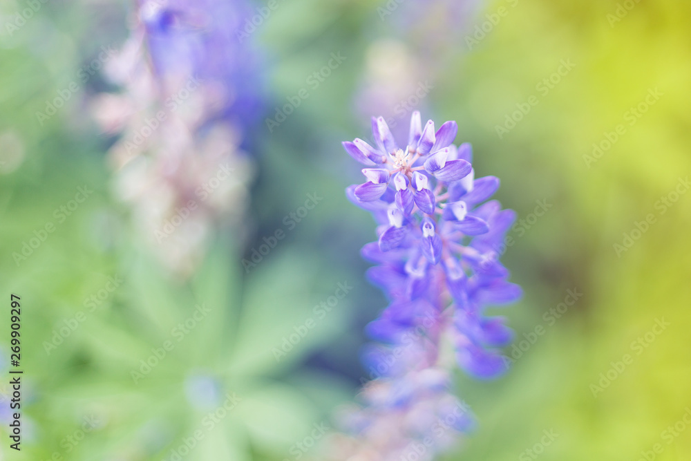 lupins purple flowers, summer hot field, beautiful lupins purple flowers, summer hot field, beautiful