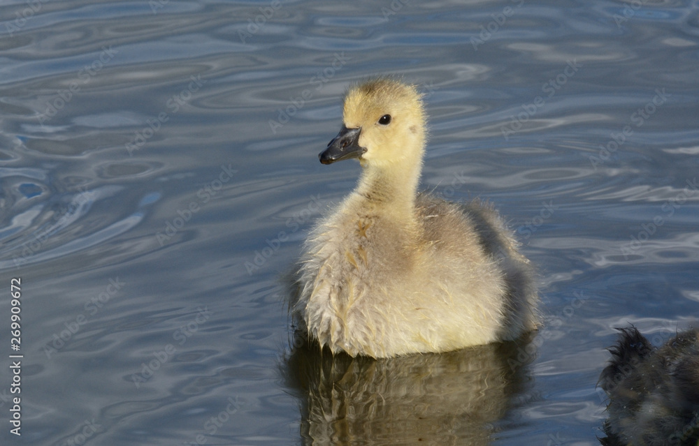 Baby Canada goose gosling or branta canadensis bird swimming in lake 