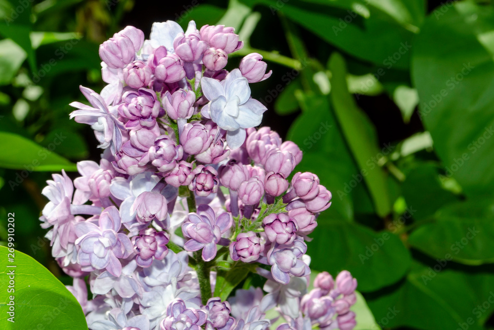 Beautiful purple lilac flowers outdoors. Lilac flowers on the branches Beautiful purple lilac flowers outdoors. Lilac flowers on the branches