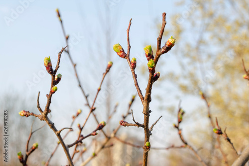 English hawthorn buds in the garden.