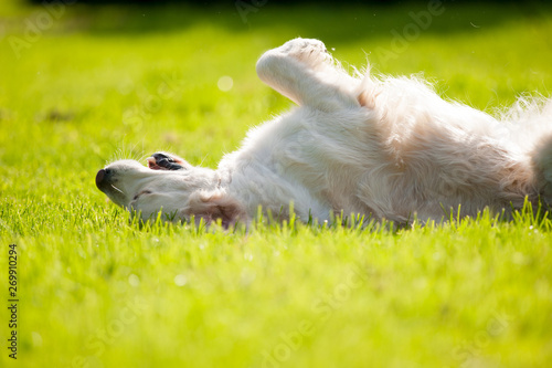 Dog rolling on grass