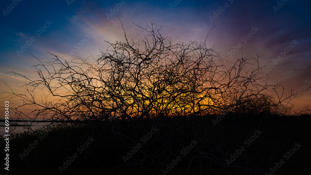 Obraz premium Saxaul at sunrise in Uzbekistan travel