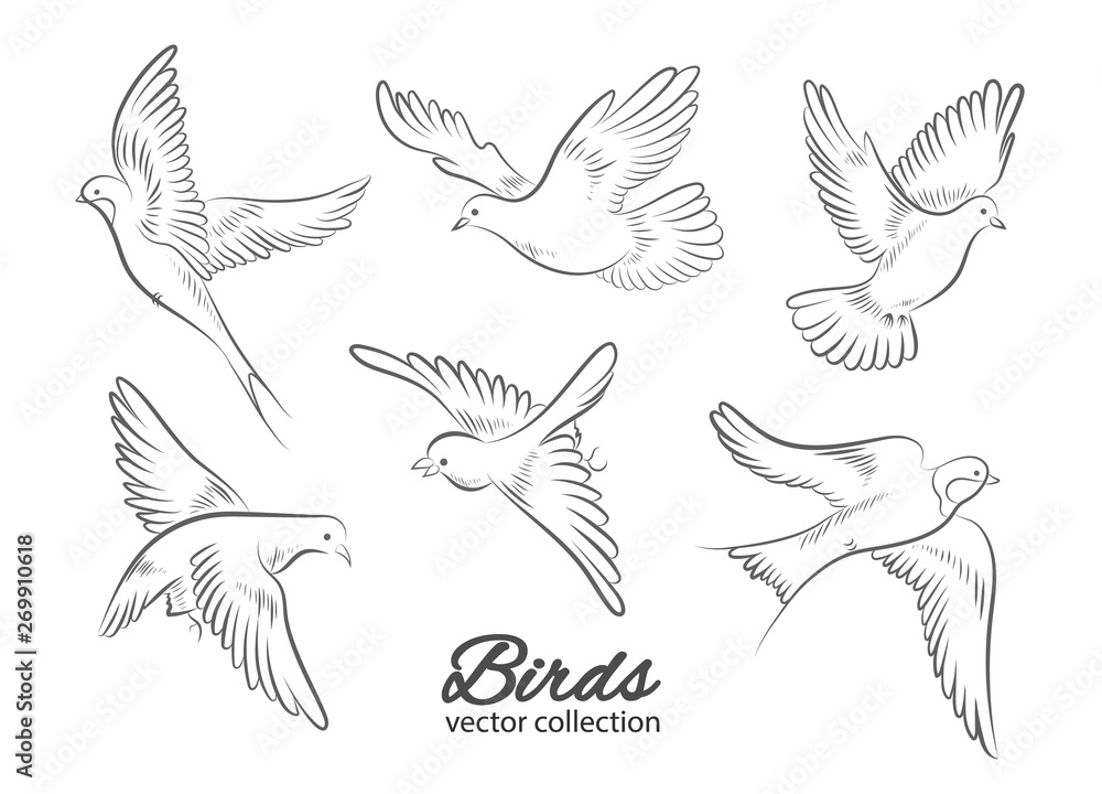 Set of hand drawn birds isolated on white background. Vector illustration. Set of hand drawn birds isolated on white background. Vector illustration.