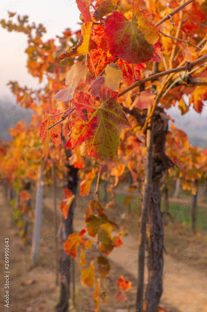 A leaf of lambrusco vineyards during the colorful autumn. A leaf of lambrusco vineyards during the colorful autumn.