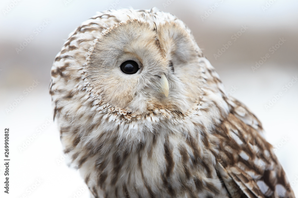 Fototapeta premium winter grey owl sits hunched, a close plan, portrait