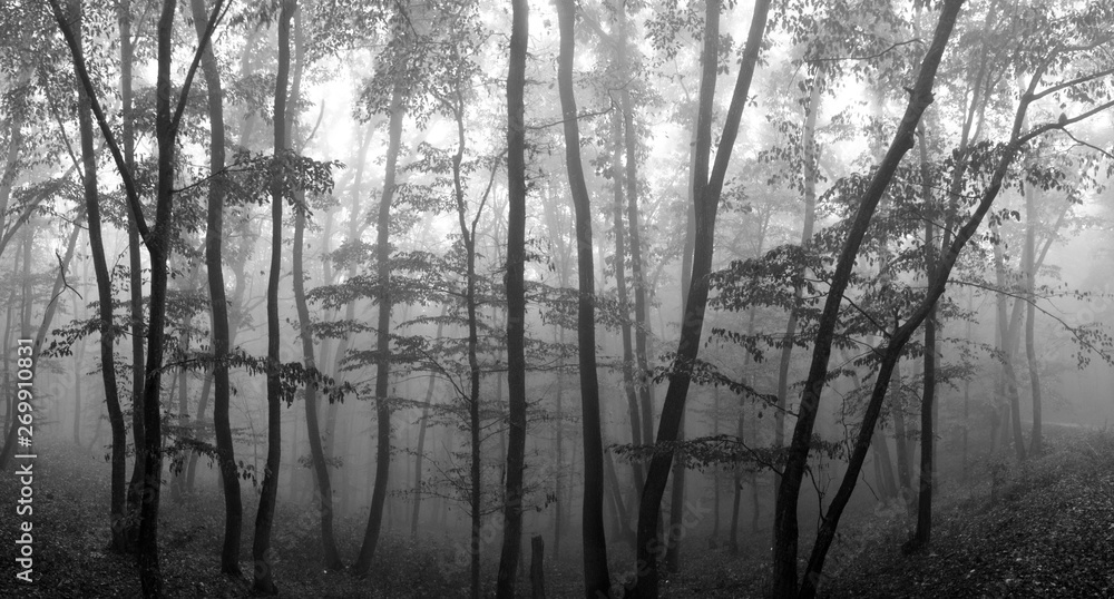 Fog in the forest Fog in the forest