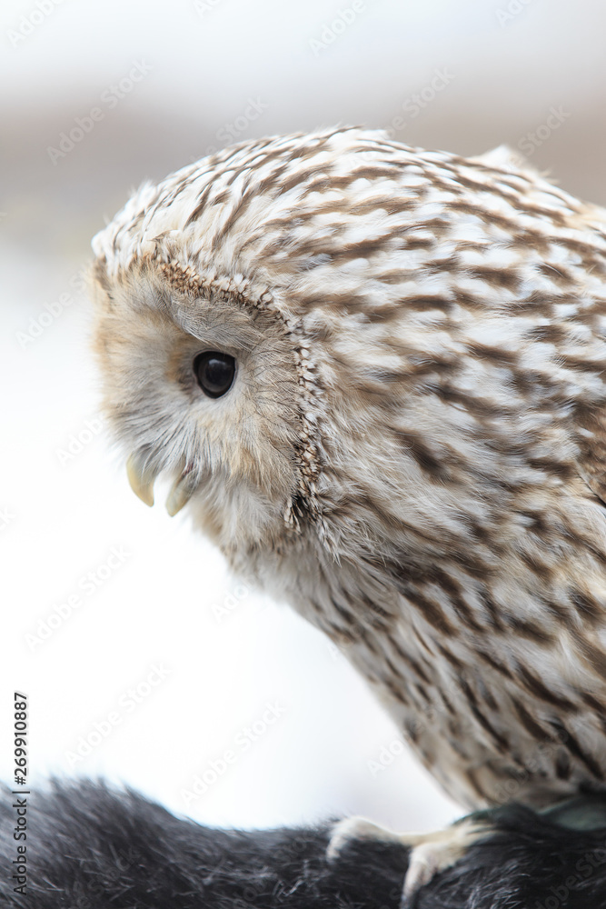 Fototapeta premium winter grey owl sits hunched, a close plan, portrait