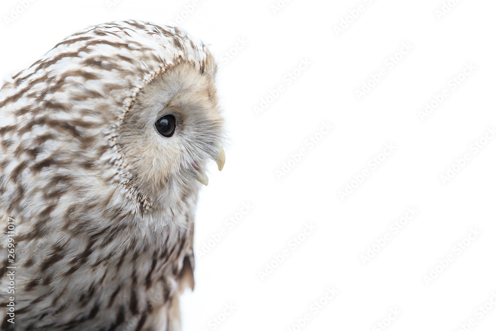 Fototapeta premium winter grey owl sits hunched, a close plan, portrait