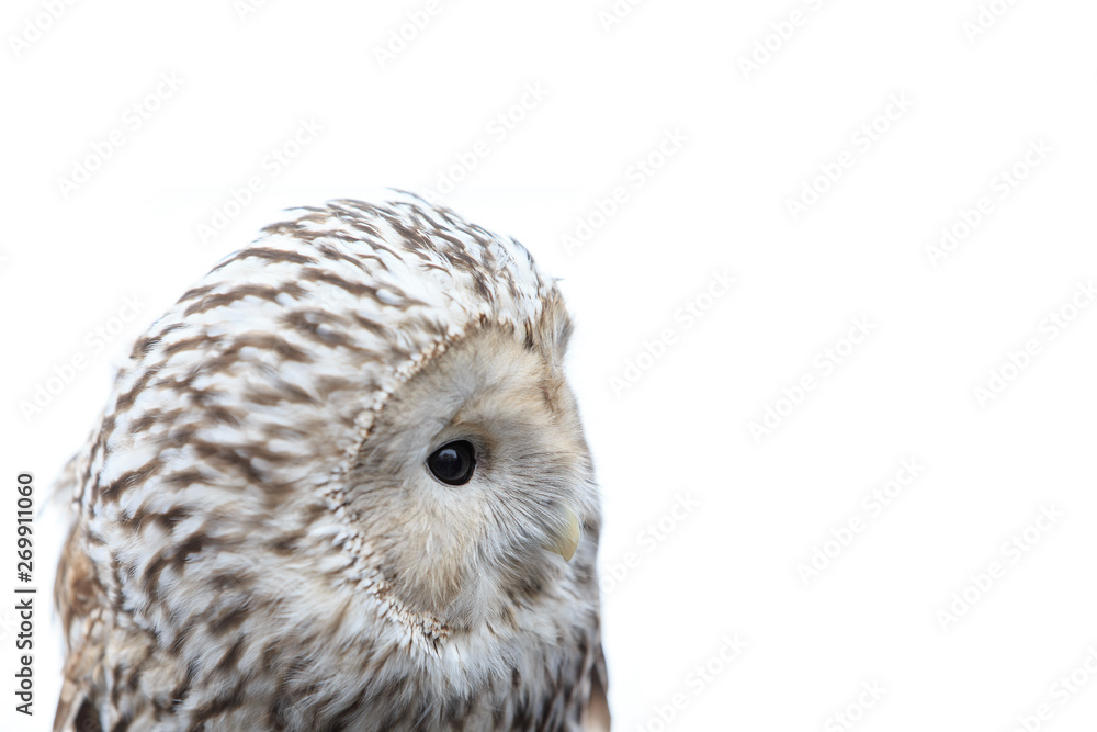 Fototapeta premium winter grey owl sits hunched, a close plan, portrait