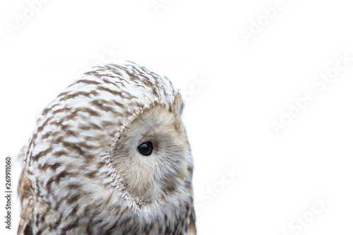 winter grey owl sits hunched, a close plan, portrait