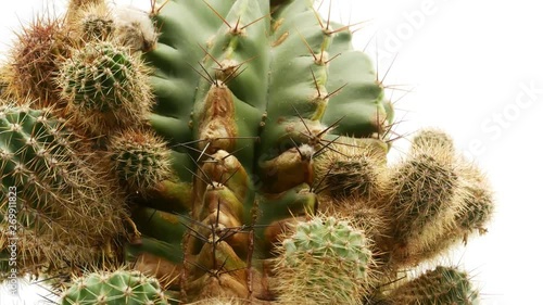 Cactus on isolated white background 4k