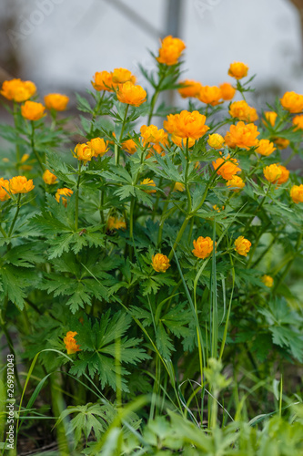 Trollius europaeus Orange Princess