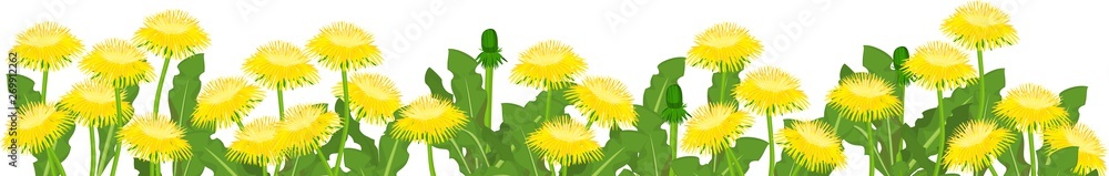 Obraz premium Field of yellow dandelion flowers with green leaves isolated on white background. Flower border