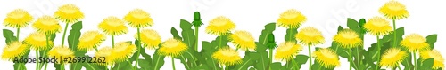 Field of yellow dandelion flowers with green leaves isolated on white background. Flower border