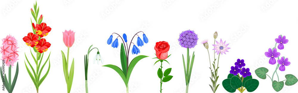 Big set of different garden flowers isolated on white background