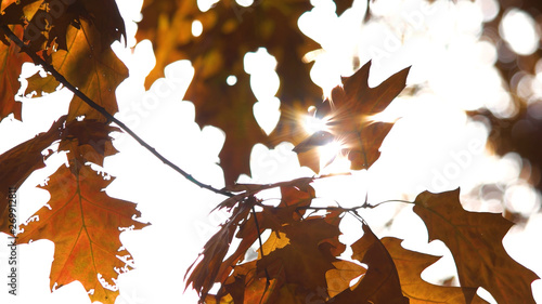 Leaves in autumn forest close up. Golden autumn leaves and sunlight, close up background.