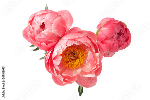 Fototapeta Naklejka Na Ścianę i Meble -  beautiful pink peonies flowers isolated on white background