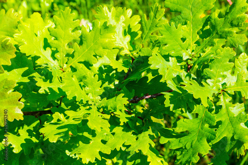 Oak foliage closeup