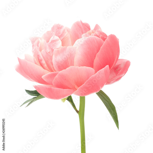 Fototapeta Naklejka Na Ścianę i Meble -  beautiful pink peony flower isolated on white background