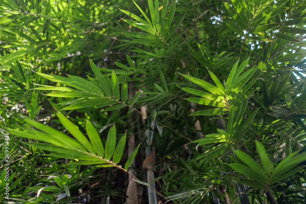 Fototapeta premium bamboo forest natural green background