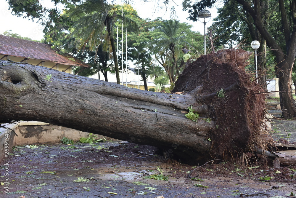 Tree that fell after a storm in the urban area. old tree trunk fallen in the city Tree that fell after a storm in the urban area. old tree trunk fallen in the city
