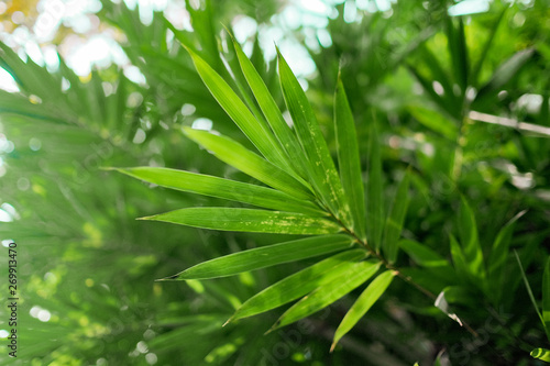 bamboo forest natural green background