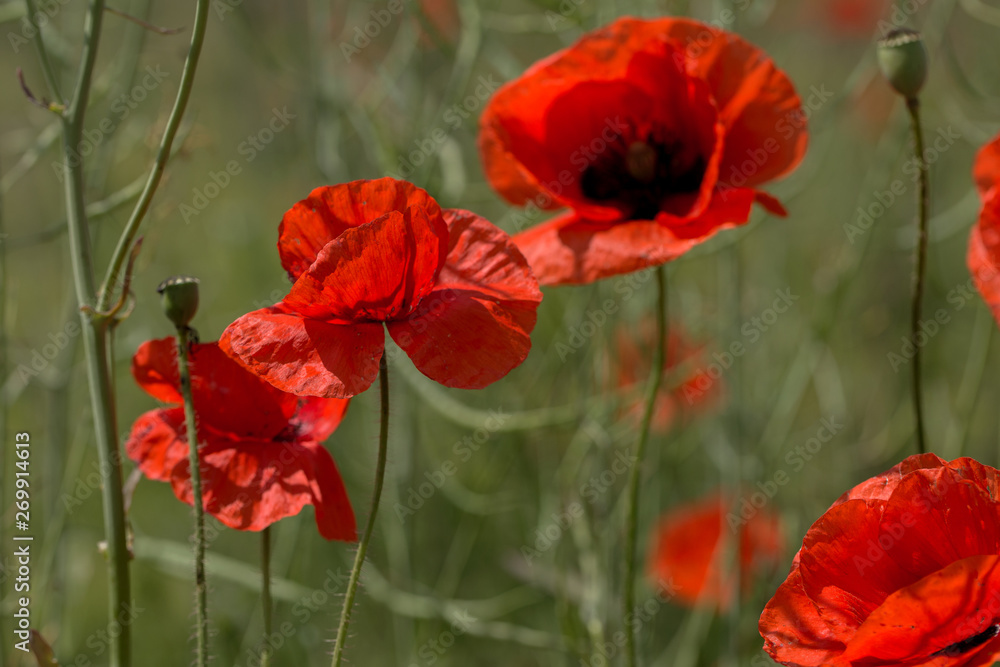 Flowers Red poppies bloom in the wild field. Beautiful field red poppies with selective focus, soft light. Natural Drugs - Opium Poppy. Glade of red wildflowers Flowers Red poppies bloom in the wild field. Beautiful field red poppies with selective focus, soft light. Natural Drugs - Opium Poppy. Glade of red wildflowers