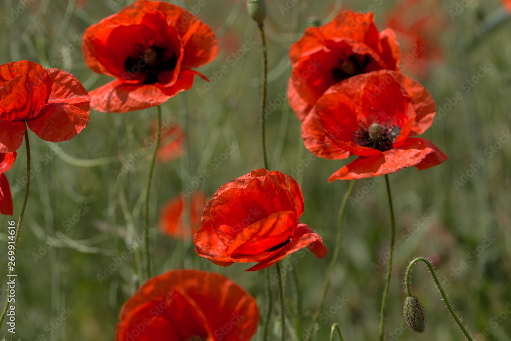 Flowers Red poppies bloom in the wild field. Beautiful field red poppies with selective focus, soft light. Natural Drugs - Opium Poppy. Glade of red wildflowers Flowers Red poppies bloom in the wild field. Beautiful field red poppies with selective focus, soft light. Natural Drugs - Opium Poppy. Glade of red wildflowers